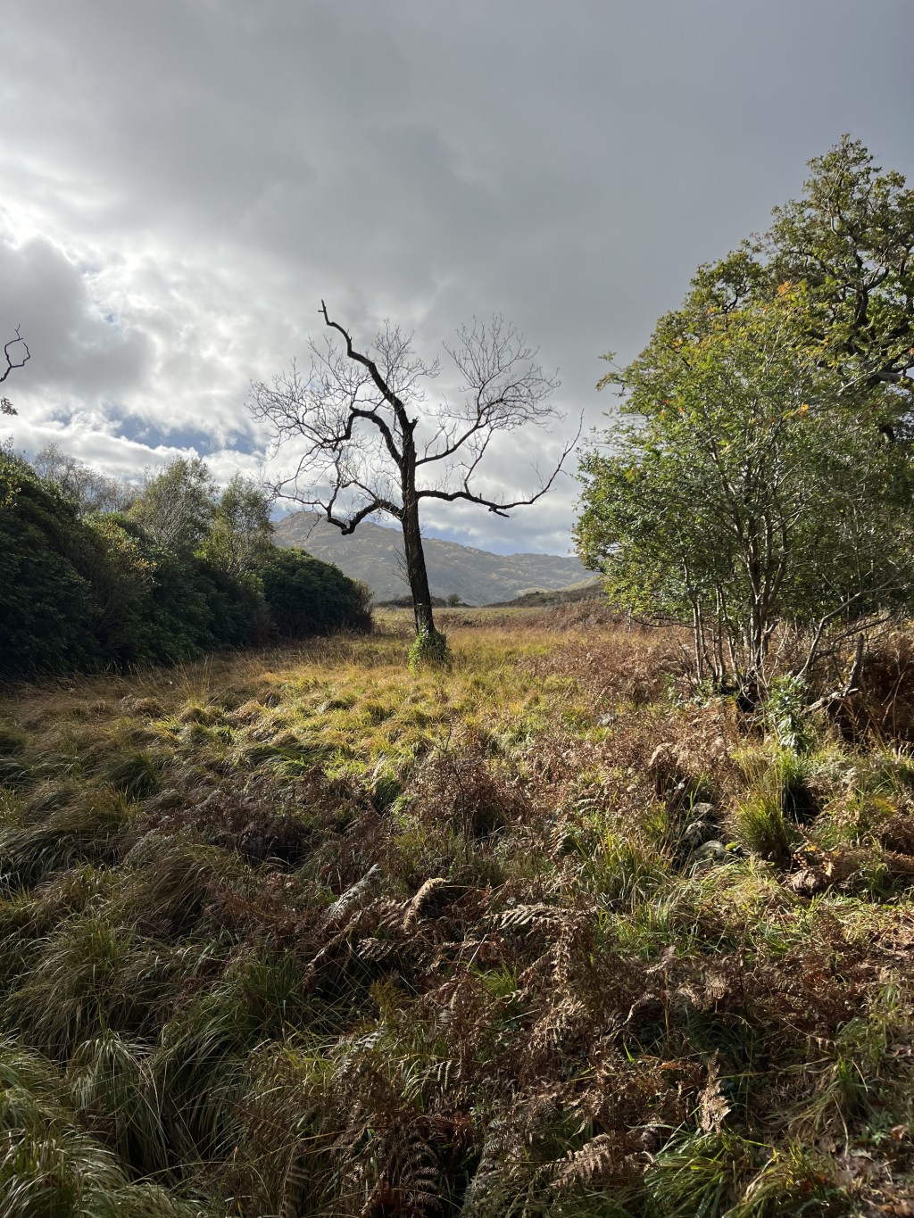 Kindness in Killarney